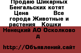 Продаю Шикарных Бенгальских котят › Цена ­ 17 000 - Все города Животные и растения » Кошки   . Ненецкий АО,Осколково д.